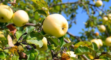Jabloň chatrčí je polokultivovaná odrůda do chladných oblastí